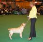 Labrador Crufts  