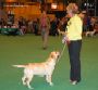 Labrador Crufts  