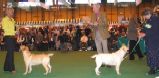 Labrador Crufts  