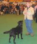 Labrador Crufts  