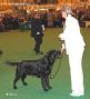 Labrador Crufts  