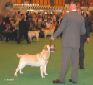 Labrador Crufts  