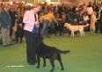 Labrador Crufts  