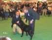 Labrador Crufts  