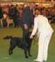 Labrador Crufts  