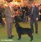 Labrador Crufts  