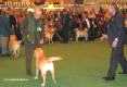 Labrador Crufts  