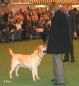 Labrador Crufts  