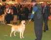 Labrador Crufts  