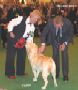 Labrador Crufts  