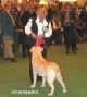 Labrador Crufts  