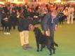 Labrador Crufts  