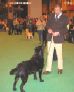 Labrador Crufts  