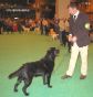 Labrador Crufts  