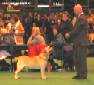 Labrador Crufts  