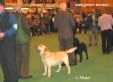 Labrador Crufts  