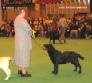 Labrador Crufts  