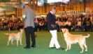 Labrador Crufts  