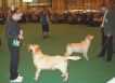 Labrador Crufts  