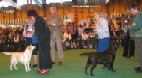 Labrador Crufts  