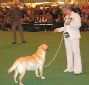 Labrador Crufts  