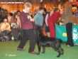 Labrador Crufts  