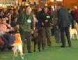 Labrador Crufts  