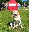 labrador ЯНКИ ГУДВИЛЛ АЙВА