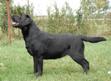 labrador лабрадор