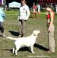Лабрадор Диана Labrador