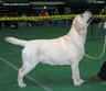 Labrador Diana Greatest Hunter Лабрадор