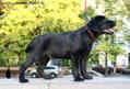 Лабрадор Додж Labrador Dodge