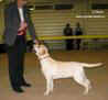 Labrador  Earl Yankee Goodwill Zgraia Nadzei 5 month old