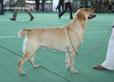 Labrador Empriss Yankee Zgraia Nadzei Лабрадор
