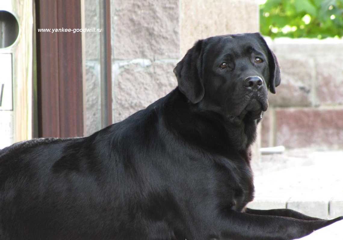 labrador_fina5.jpg