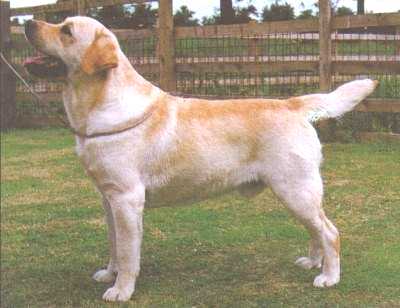 Labrador Sandylands Gadabout  