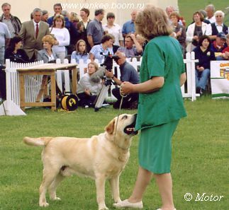 Labrador Sandylands Gadabout  