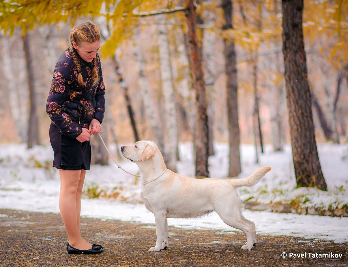 labrador_gloria19nov.jpg