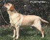 labrador