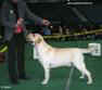 Labrador Лабрадор Earl Yankee Goodwill Zgraia Nadzei 12 month old