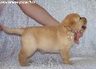 labrador puppy