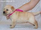 labrador puppy