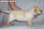 labrador puppy