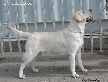 labrador лабрадор