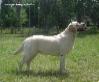 лабрадор labrador