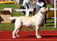 Labrador YANKEE GOODWILL NICOL AT REVAL DREAM 10 month old