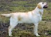 Лабрадор Линда Labrador Linda
