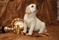 Labrador puppy Щенки лабрадора