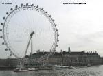 London  Labrador 