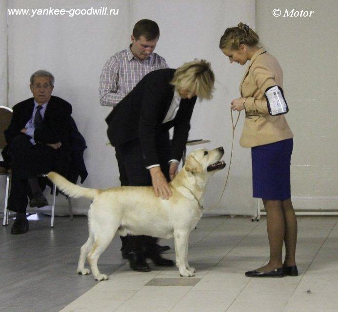 labrador_maddox1.jpg